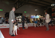 World Dog Show Milano