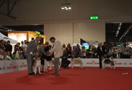 World Dog Show Milano