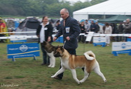 Komárom - International Dogshow with Cruft’s qualification