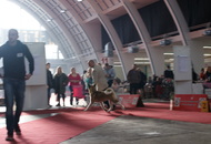 CACIB Zagreb International Dog Show