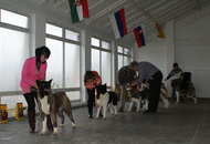 CAC Special Dog Show, Tihany