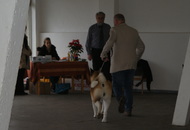 CAC Special Dog Show, Tihany