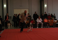 - 2016.03.13 - 2 International CACIB dog-shows, Pécs