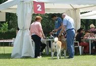 CACIB Varasdin - 28-29.05.2016. 2 x International Dog Show