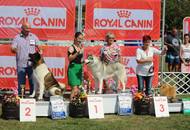 28.08.2016 - National Dog Show a.m. / Velencei tó CAC Országos kutyakiállítás délelőtt
