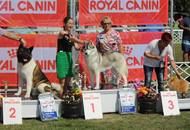 28.08.2016 - National Dog Show a.m. / Velencei tó CAC Országos kutyakiállítás délelőtt