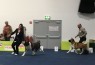 International Dog Show – CACIB Graz /Austria/