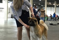 Budapest Grand Prix - CACIB Dog Show