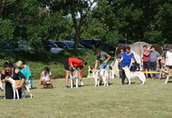 CAC Dog Show Herend (H)