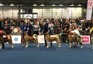 World Dog Show Leipzig (D)
