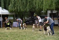 CAC Dog Show Herend (H) 