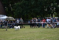 National Hunting Dog Show Kaposvár (H) 