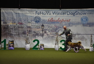 FeHoVa Winter Dog Show I. 09.02.2023 és FeHoVa Winter Dog Show III. 12.02.2023