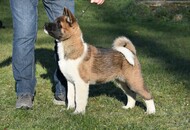 Kamikaze of Danger Zone