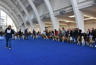 World Dog Show Zagreb, Croatia 2024