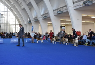 World Dog Show Zagreb, Croatia 2024