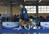 CACIB Celje I. & CAC Celje